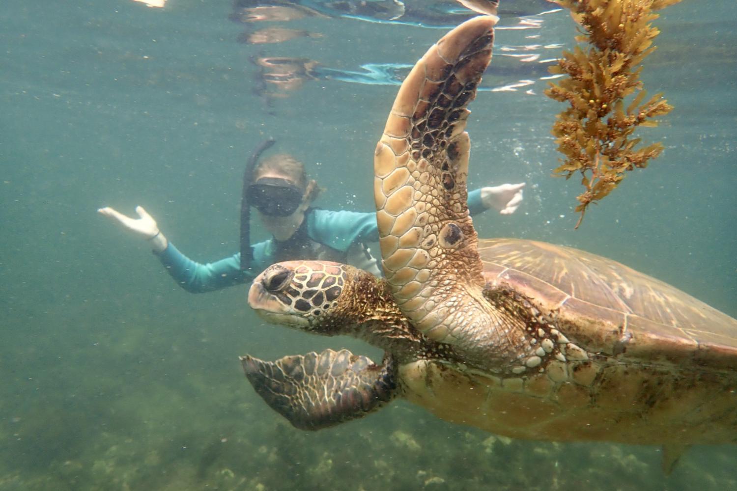 一名<a href='http://jolp.ngskmc-eis.net'>全球十大赌钱排行app</a>学生在Galápagos群岛游学途中与一只巨龟游泳.